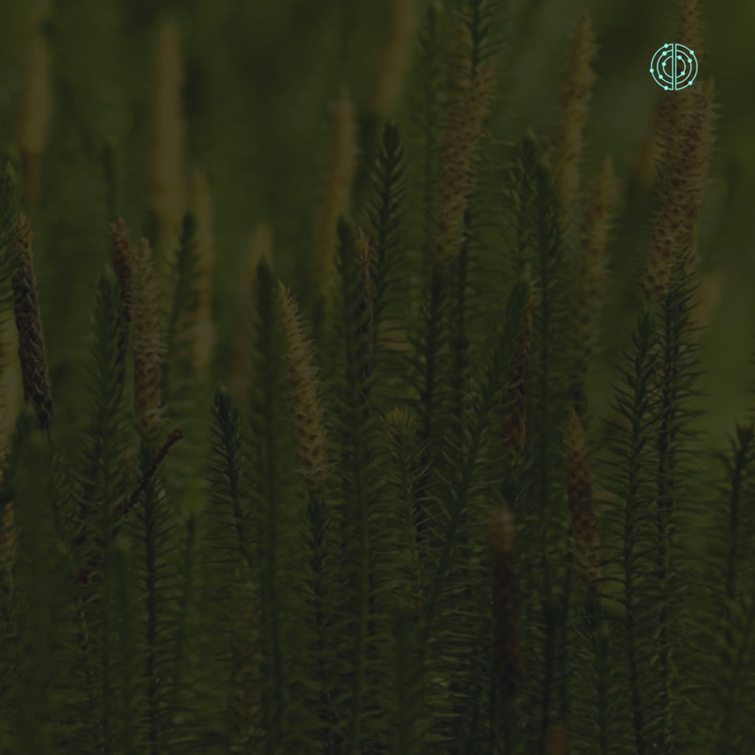 Beneficios de Huperzina A - Empowermind