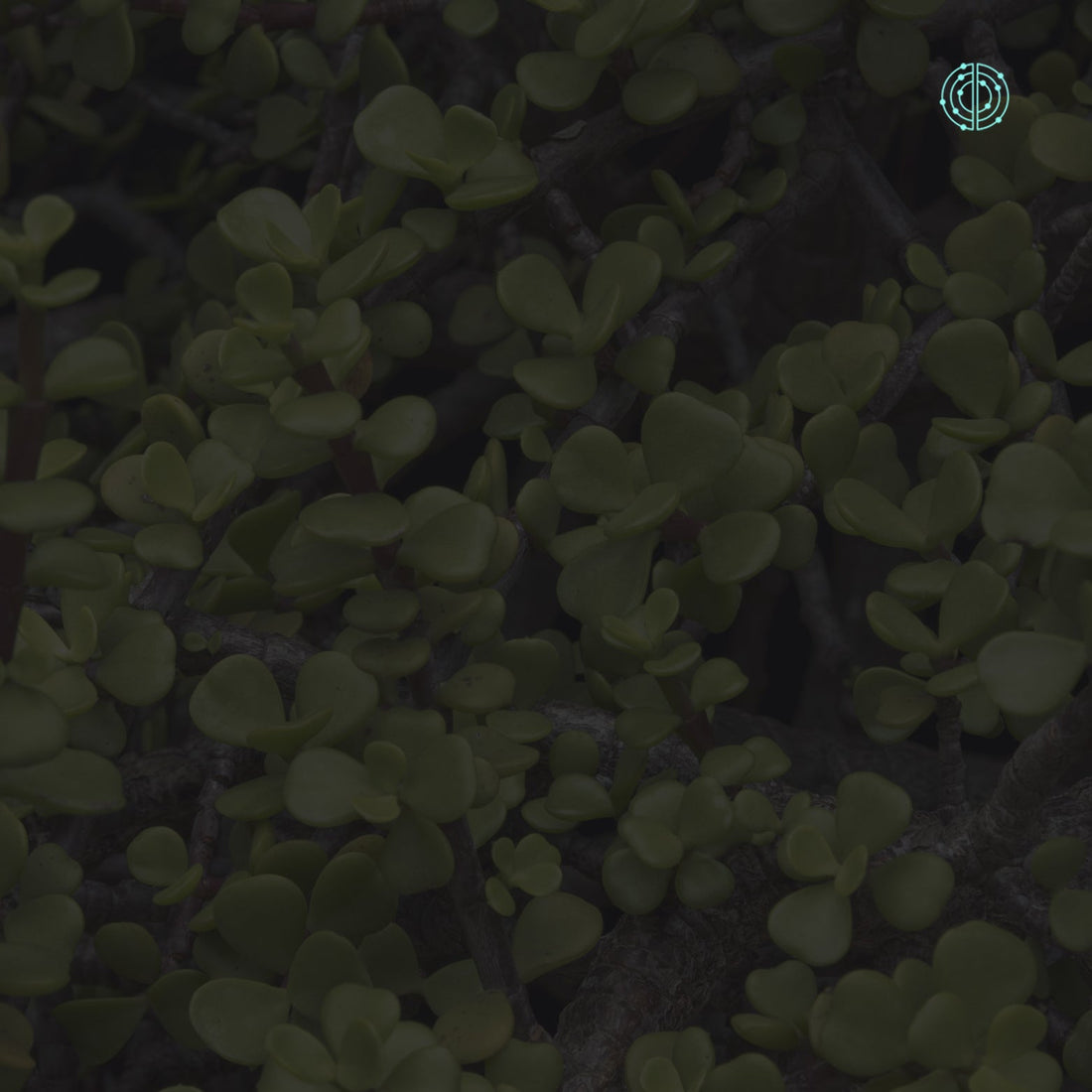 Beneficios de la Bacopa Monnieri - Empowermind