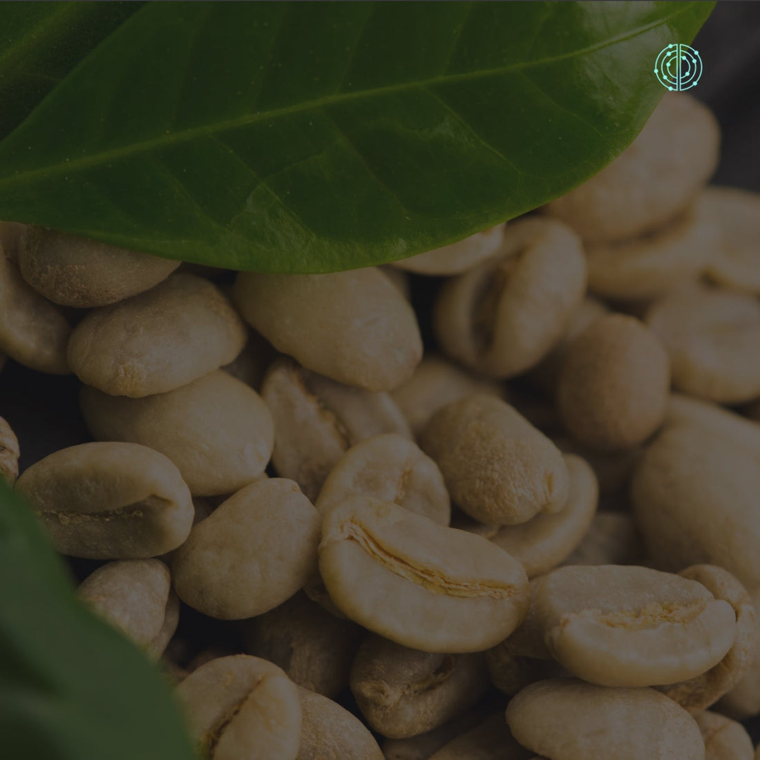 Beneficios del Café Verde - Empowermind