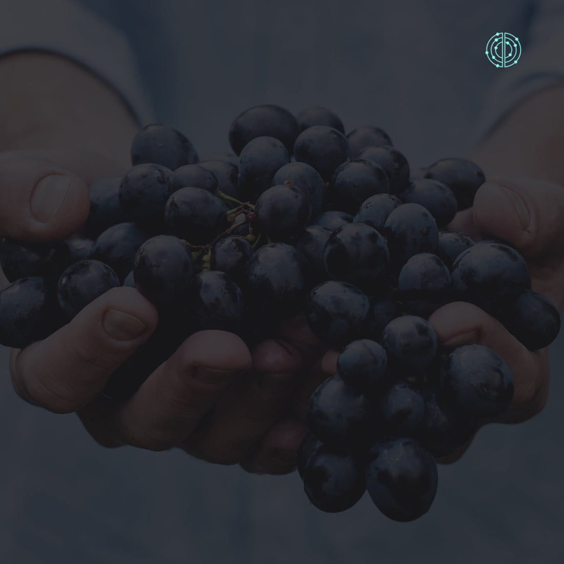 Beneficios del Resveratrol - Empowermind